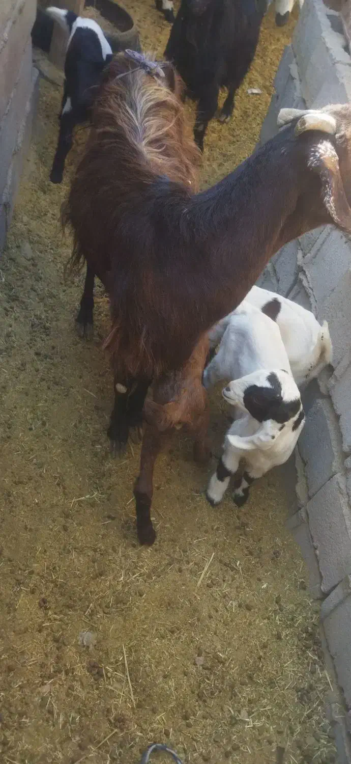 بزمعامله بامیش|حیوانات مزرعه|گوهرکوه, |دیوار