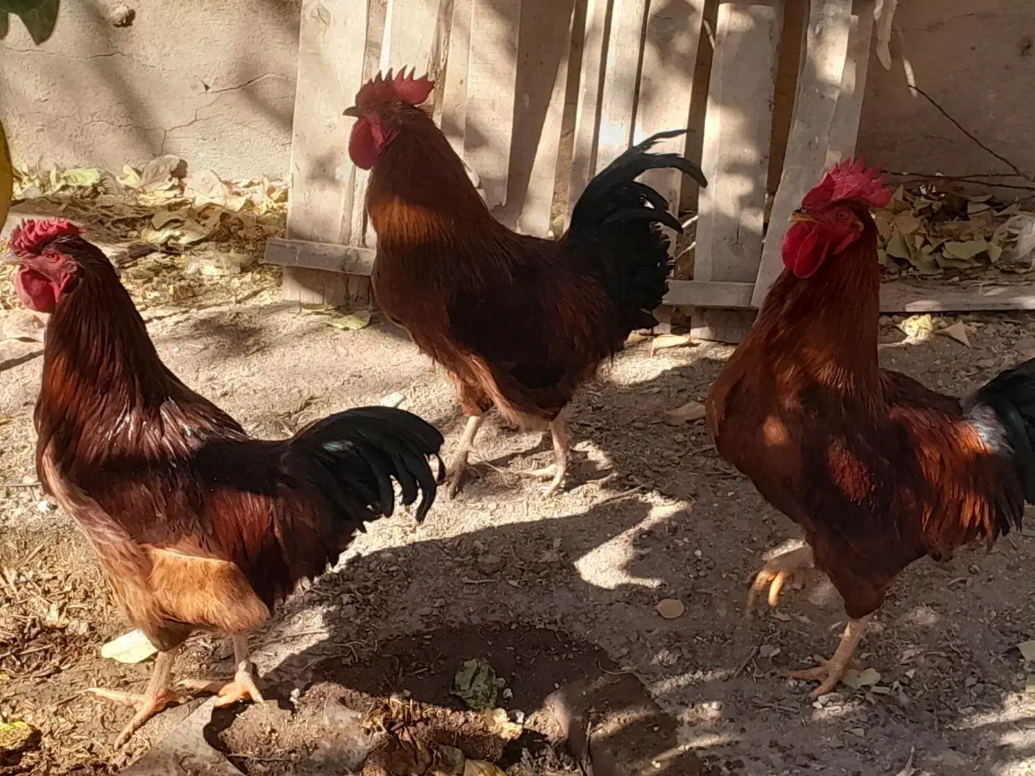 فروش ۴عدد خروس|حیوانات مزرعه|ساروق, |دیوار