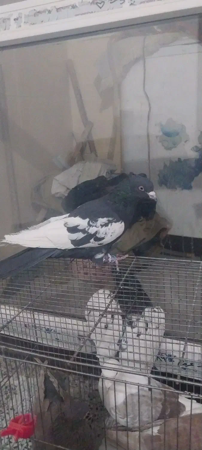 پرنده رنگی|پرنده|فولادشهر, مسکن مهر فولادشهر|دیوار