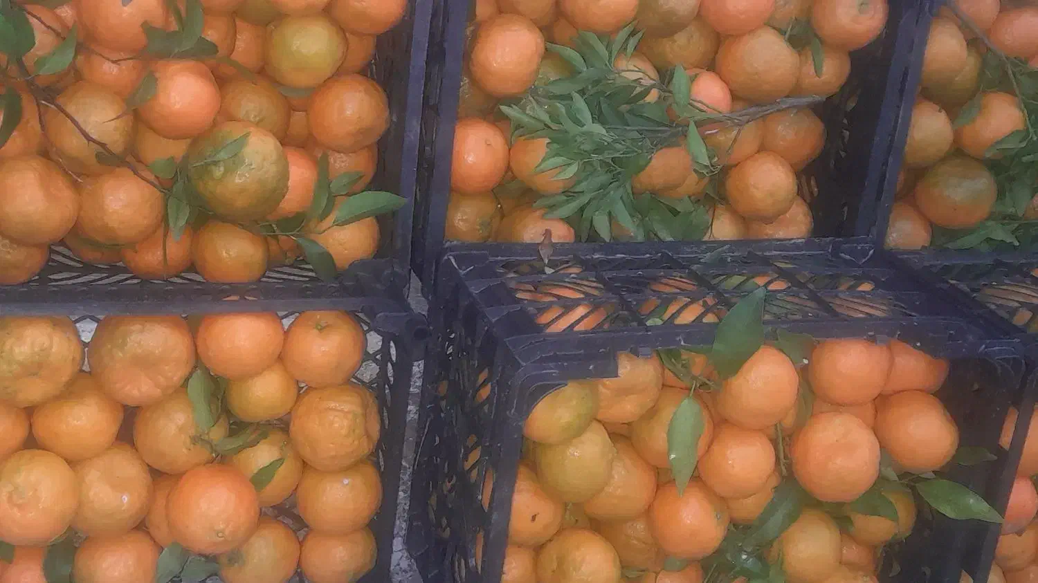 نارنگی یونسی اصل|خوردنی و آشامیدنی|چمستان, |دیوار