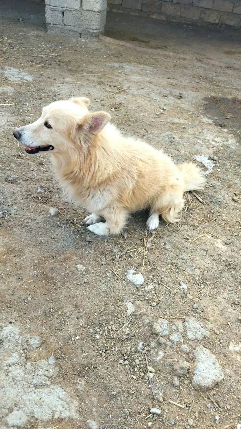 برای فورش|سگ|کلاله, |دیوار