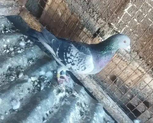 کبوتر پلاکی ثبتی|پرنده|ملکشاهی, |دیوار