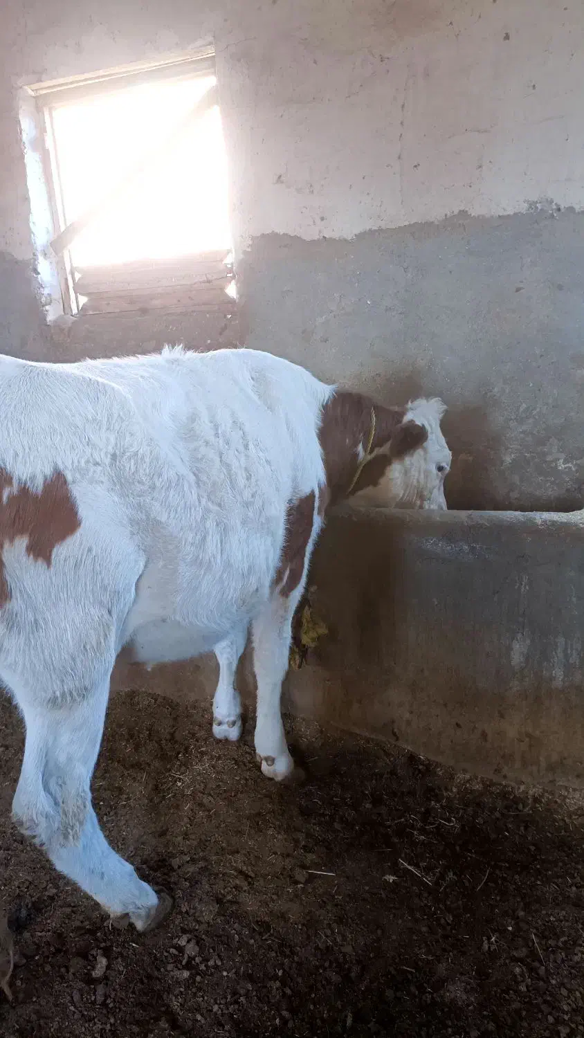 تلیسه نژاد بدون شاخ|حیوانات مزرعه|چهاربرج, |دیوار