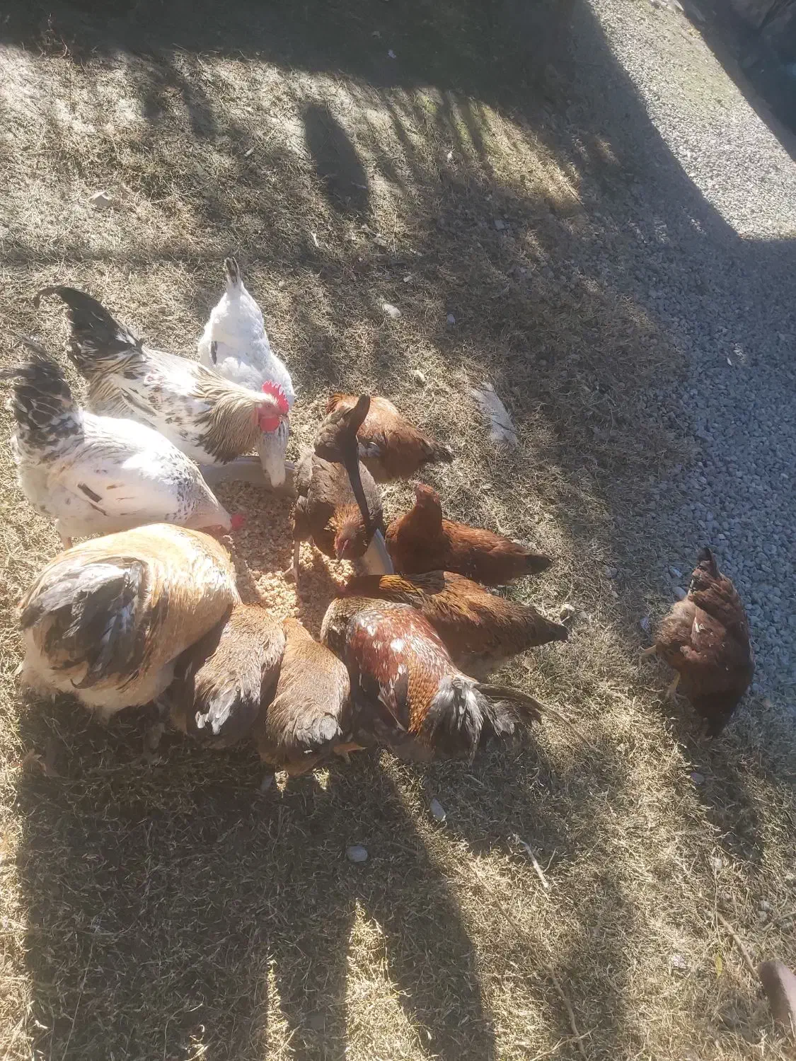 خروس محلی  جوان  دو نیم کیلو  به بالا  ۱تومن|حیوانات مزرعه|قائم‌شهر, |دیوار