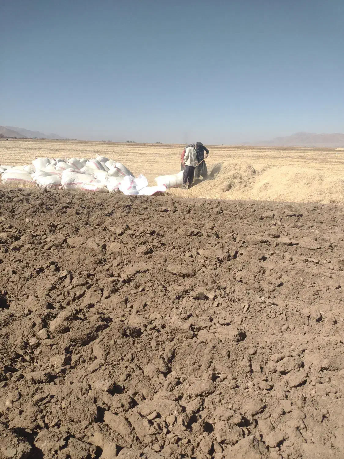 خوراک دام گاو گوسفند|حیوانات مزرعه|شهر بابک, |دیوار