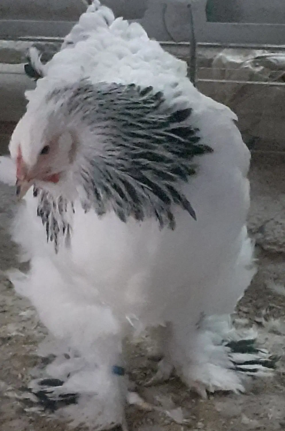 برهما لایت|حیوانات مزرعه|قزوین, |دیوار