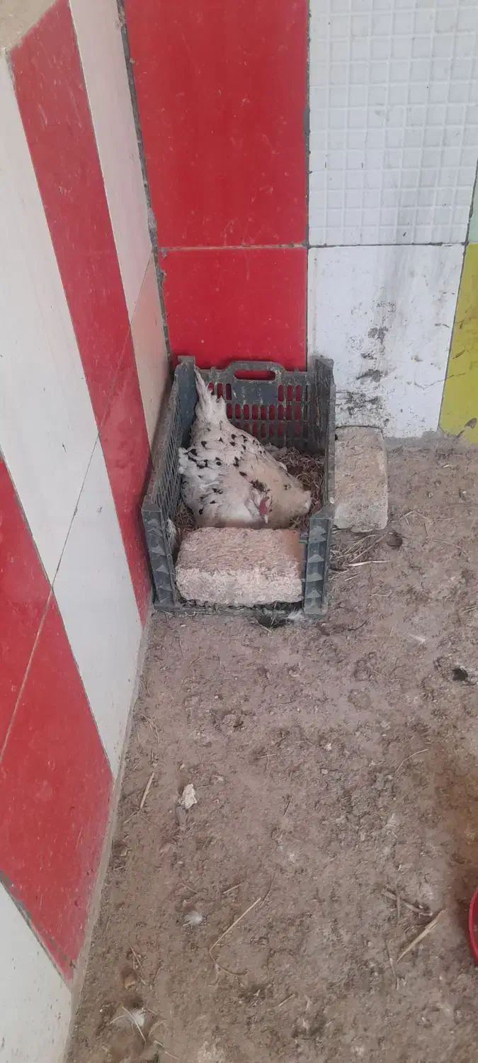 مرغ گلین کرچ|حیوانات مزرعه|شیروان (خراسان), |دیوار