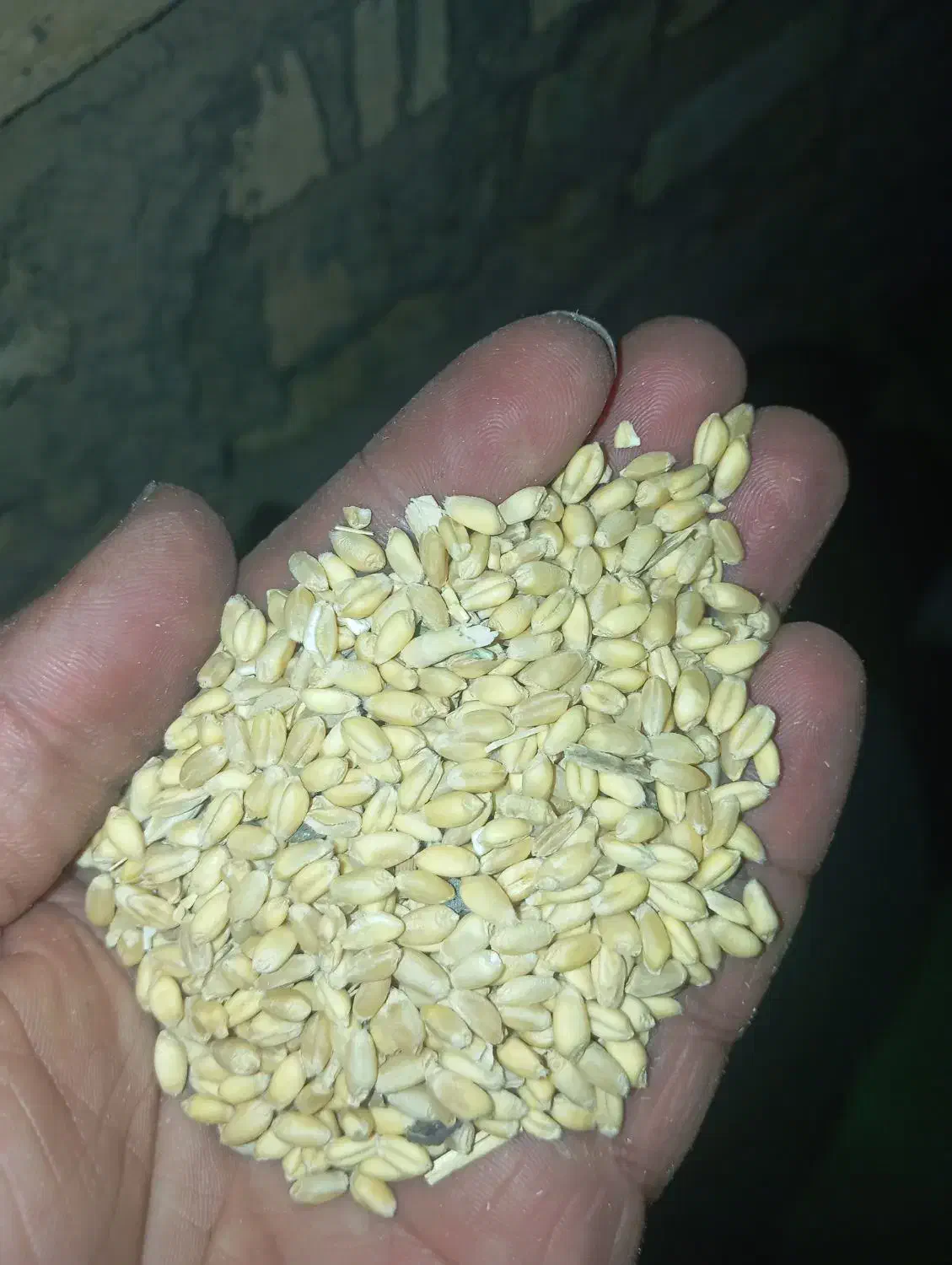 گندم آبی|خوردنی و آشامیدنی|قره چای, |دیوار