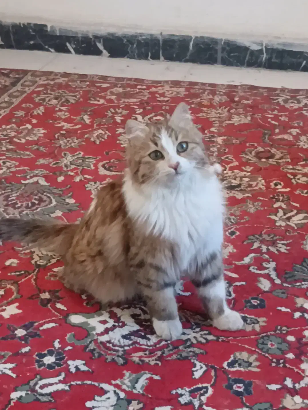 فروش گربه|گربه|اندیشه, اندیشه فاز ۱|دیوار