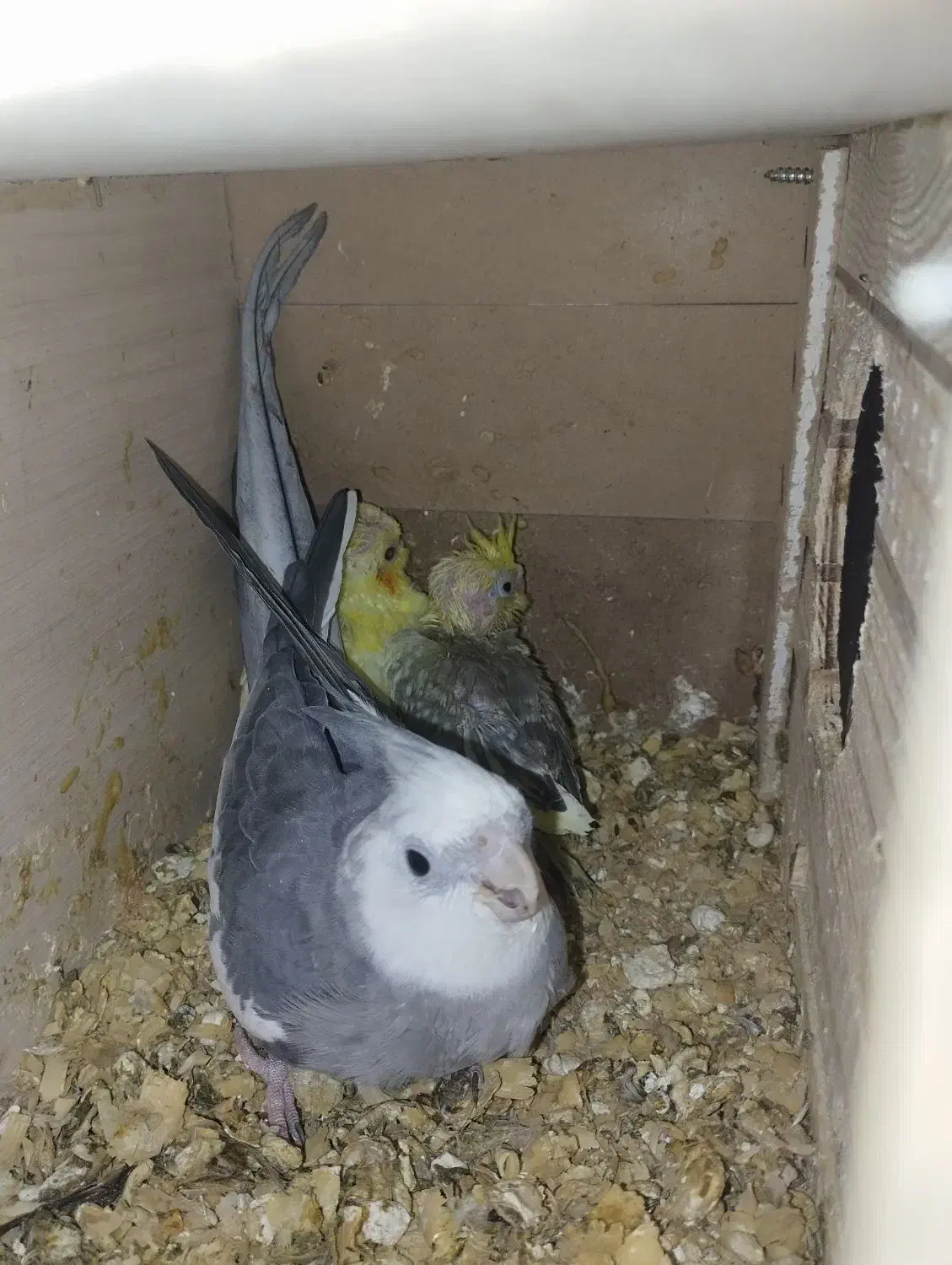 عروس هلندی مولد باجوجه|پرنده|ری, علایین|دیوار