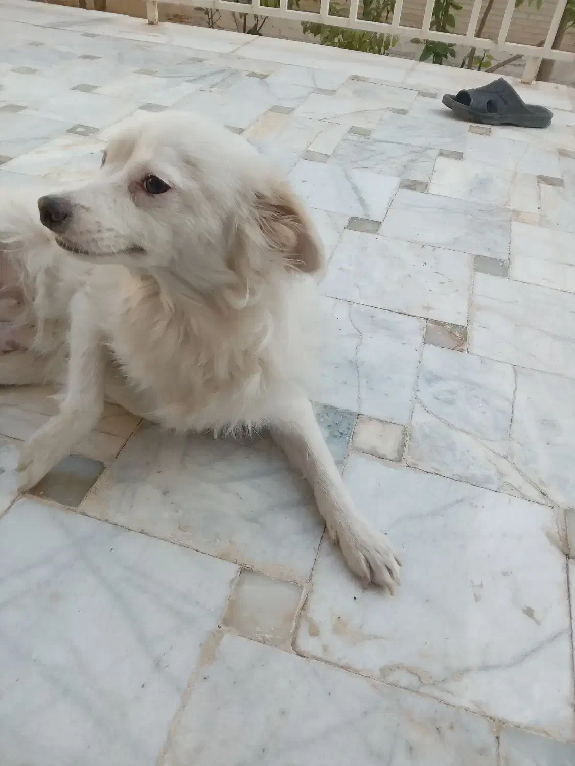 پامر۱ونیم ساله|سگ|یزد, |دیوار