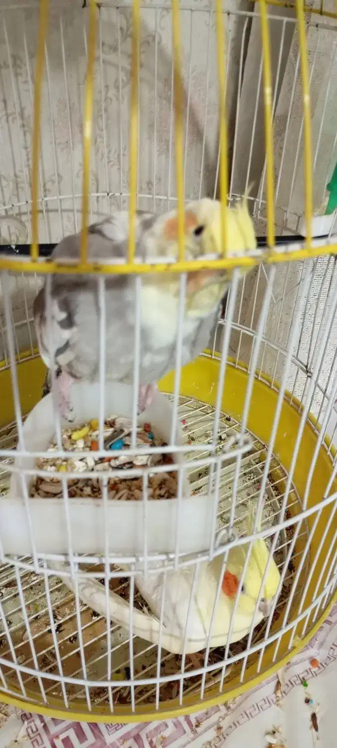 یک جفت عروس هلندی نر و ماده|پرنده|فردیس, شهرک ناز|دیوار