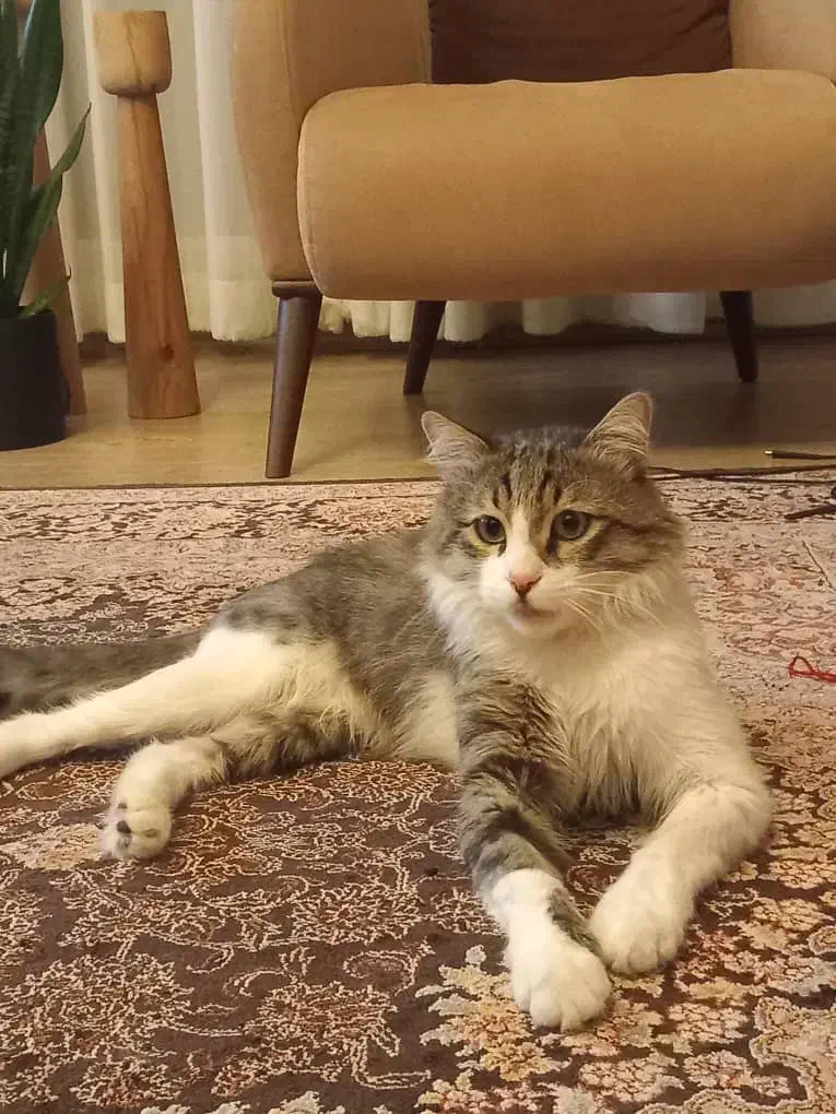 واگذاری گربه|گربه|بندر انزلی, دهکده ساحلی|دیوار