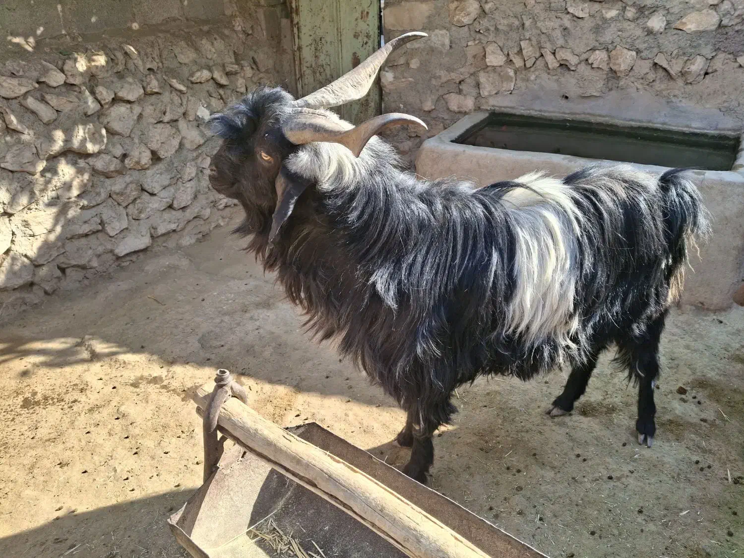 دبر|حیوانات مزرعه|داراب, |دیوار