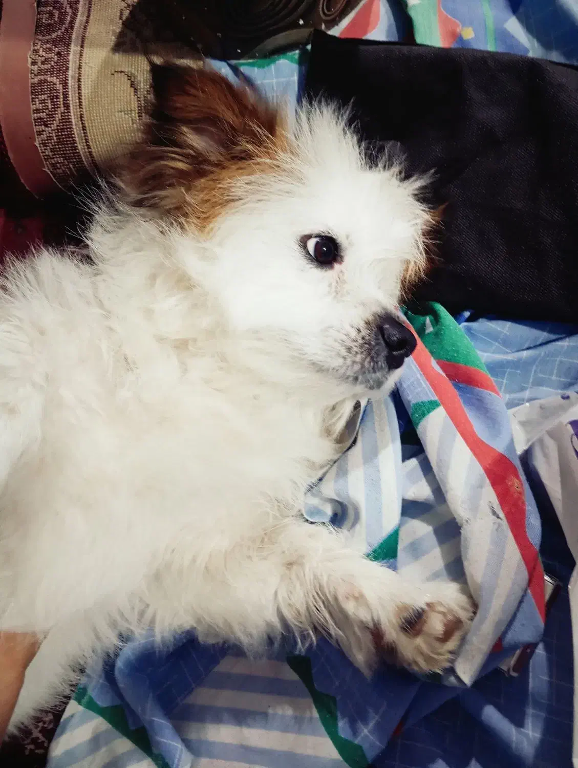 گمشده|حیوانات|محمدیه-قزوین, |دیوار