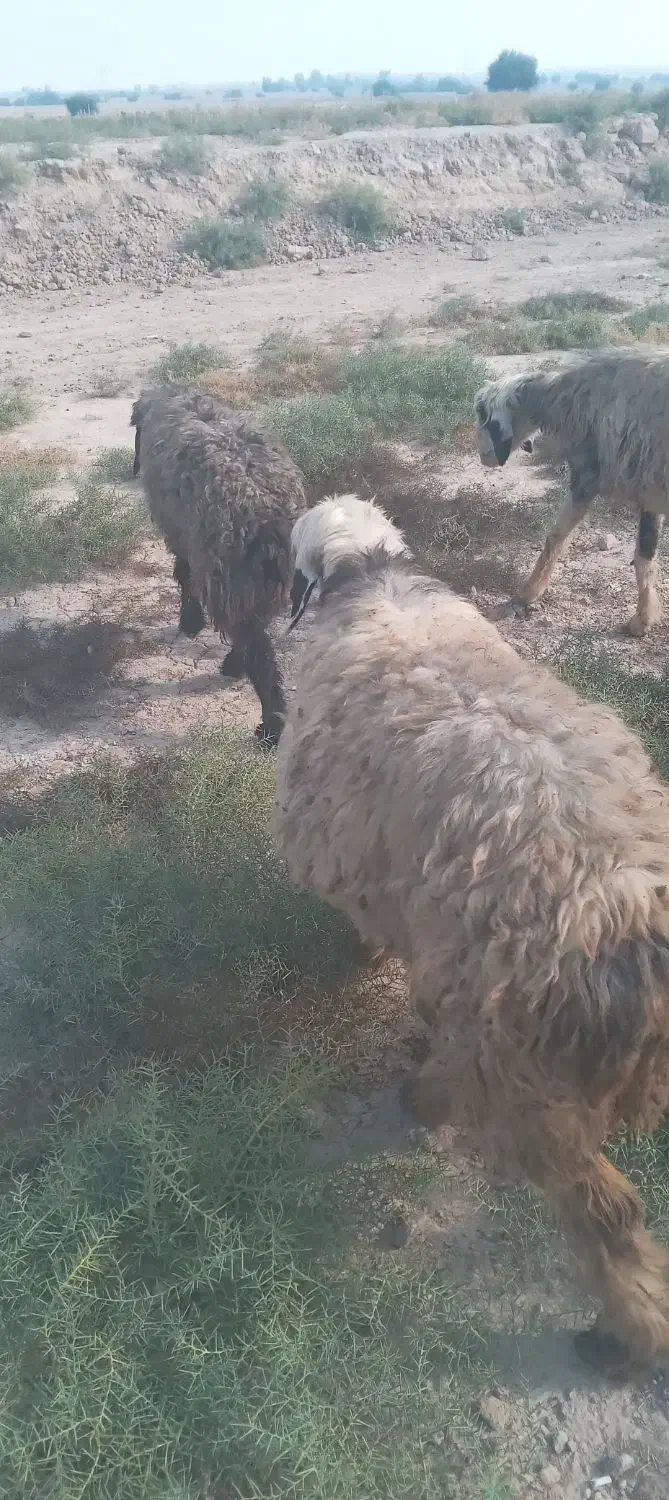 3تامیش ابستن ۲ماه به بالا|حیوانات مزرعه|گتوند, |دیوار