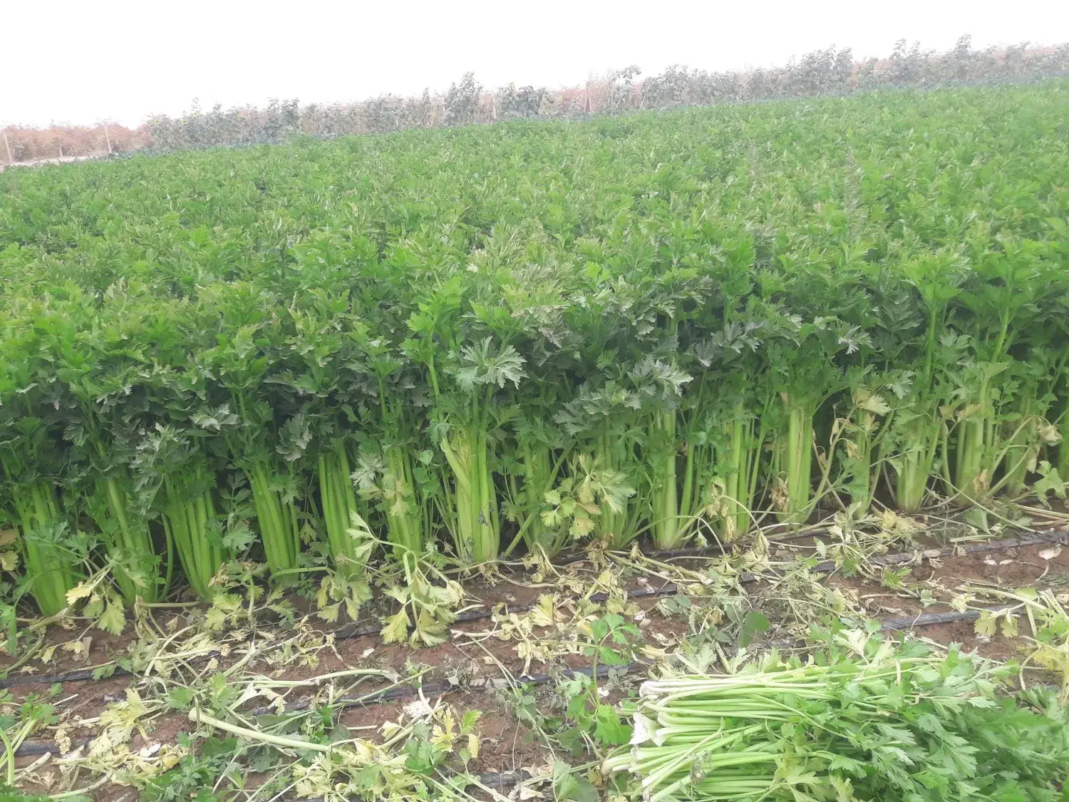 کرفس|عمدهفروشی|تاکستان, |دیوار