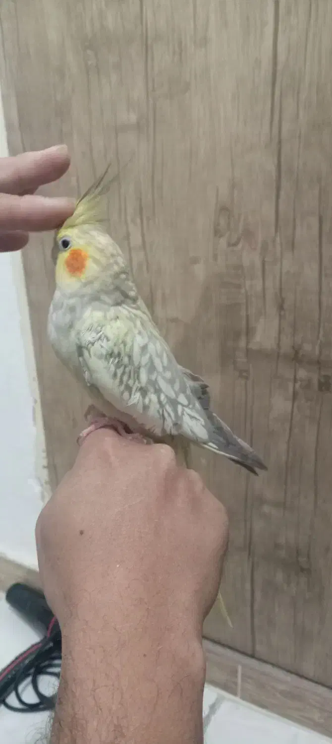 عروس هلندی دستی|پرنده|نسیم‌شهر, |دیوار