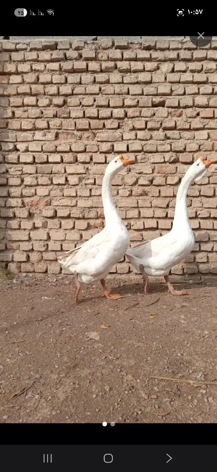 غوغاز|پرنده|کردکوی, |دیوار