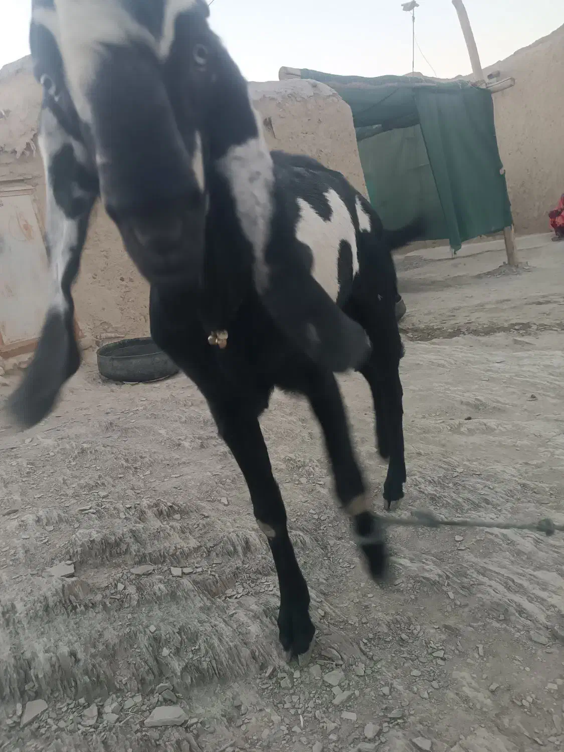 پاچن پنجاپ|حیوانات مزرعه|بم پشت, |دیوار