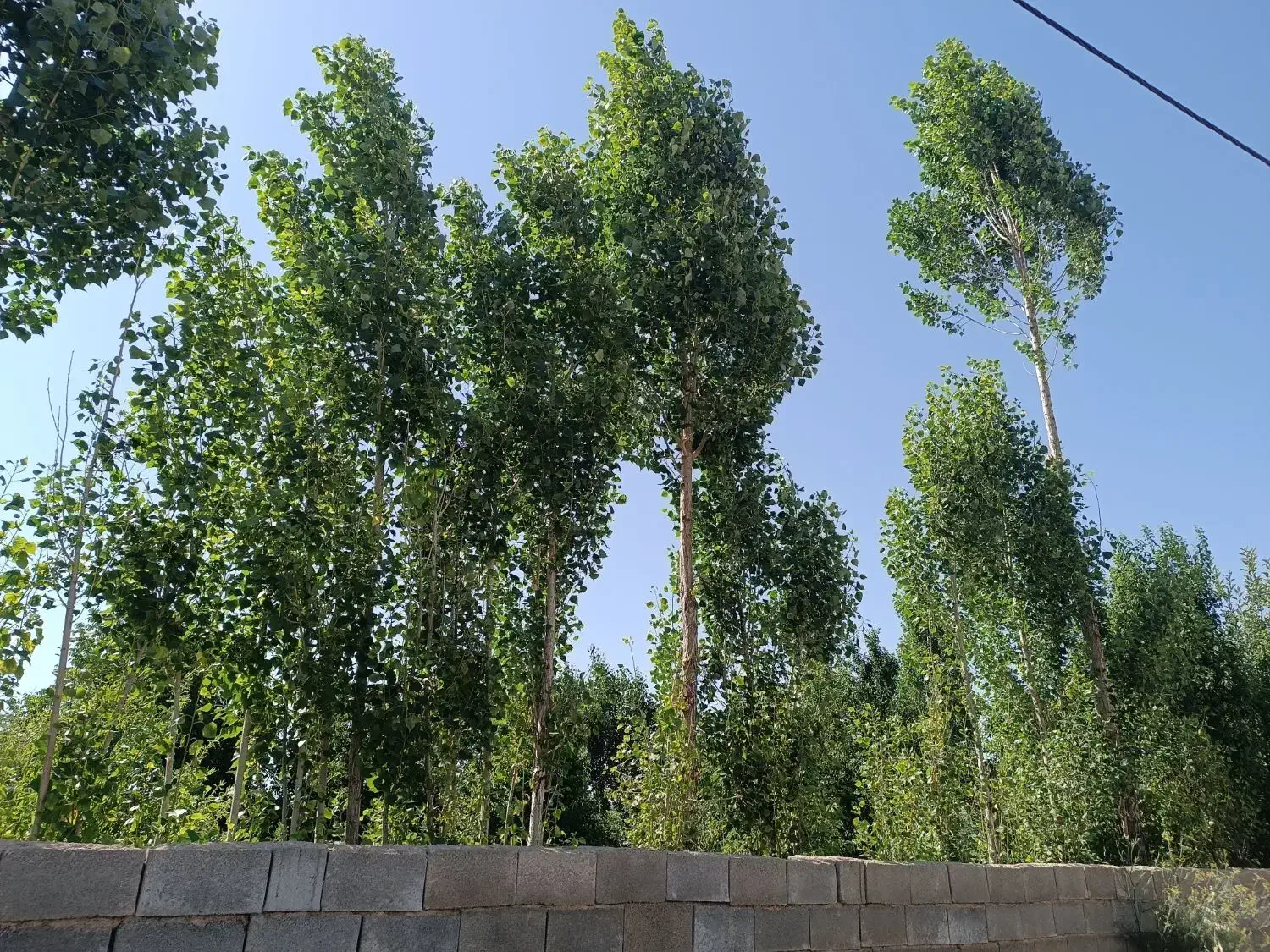 فروش زمین باغی و طرح هادی|فروش زمین و ملک کلنگی|سپیدار, |دیوار