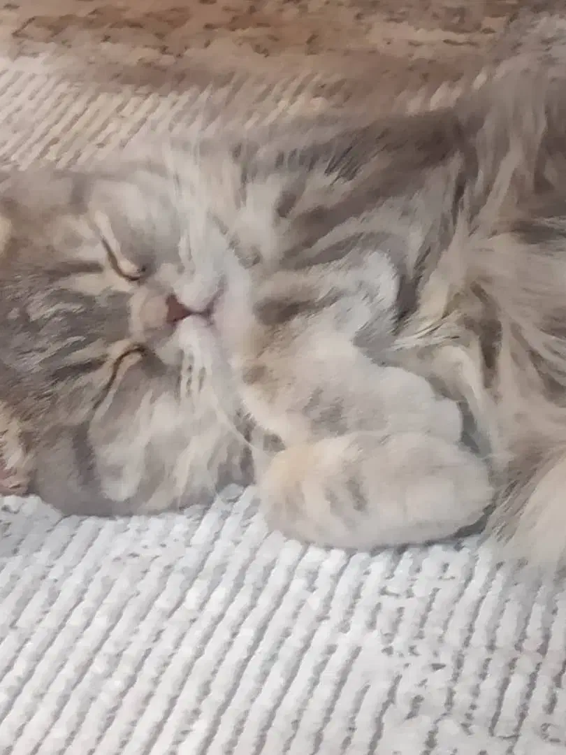 گربه اسکاتیش بریتیش|گربه|ابریشم, |دیوار