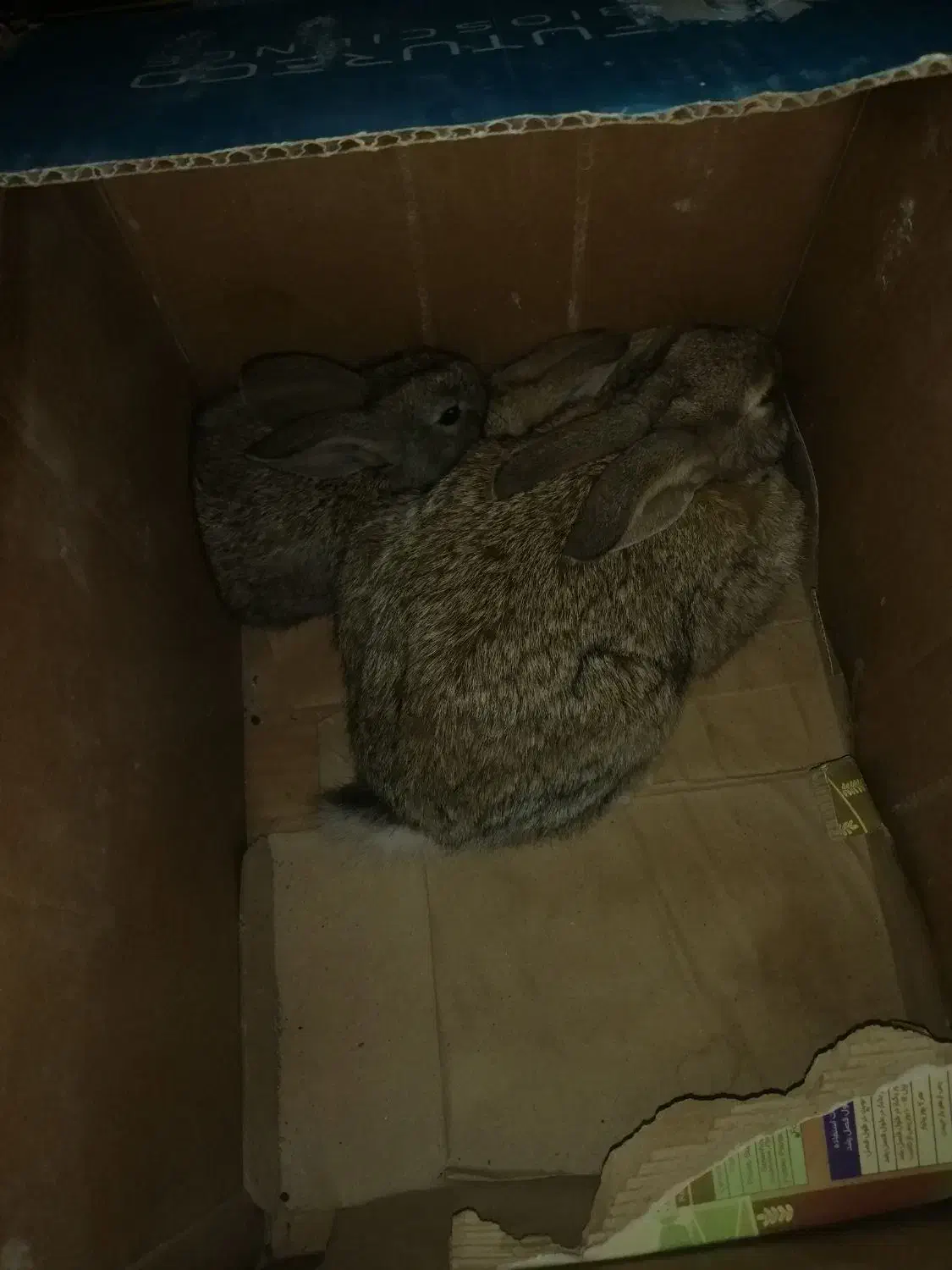 خرگوش کوهی صحرائی|موش و خرگوش|بوکان, |دیوار