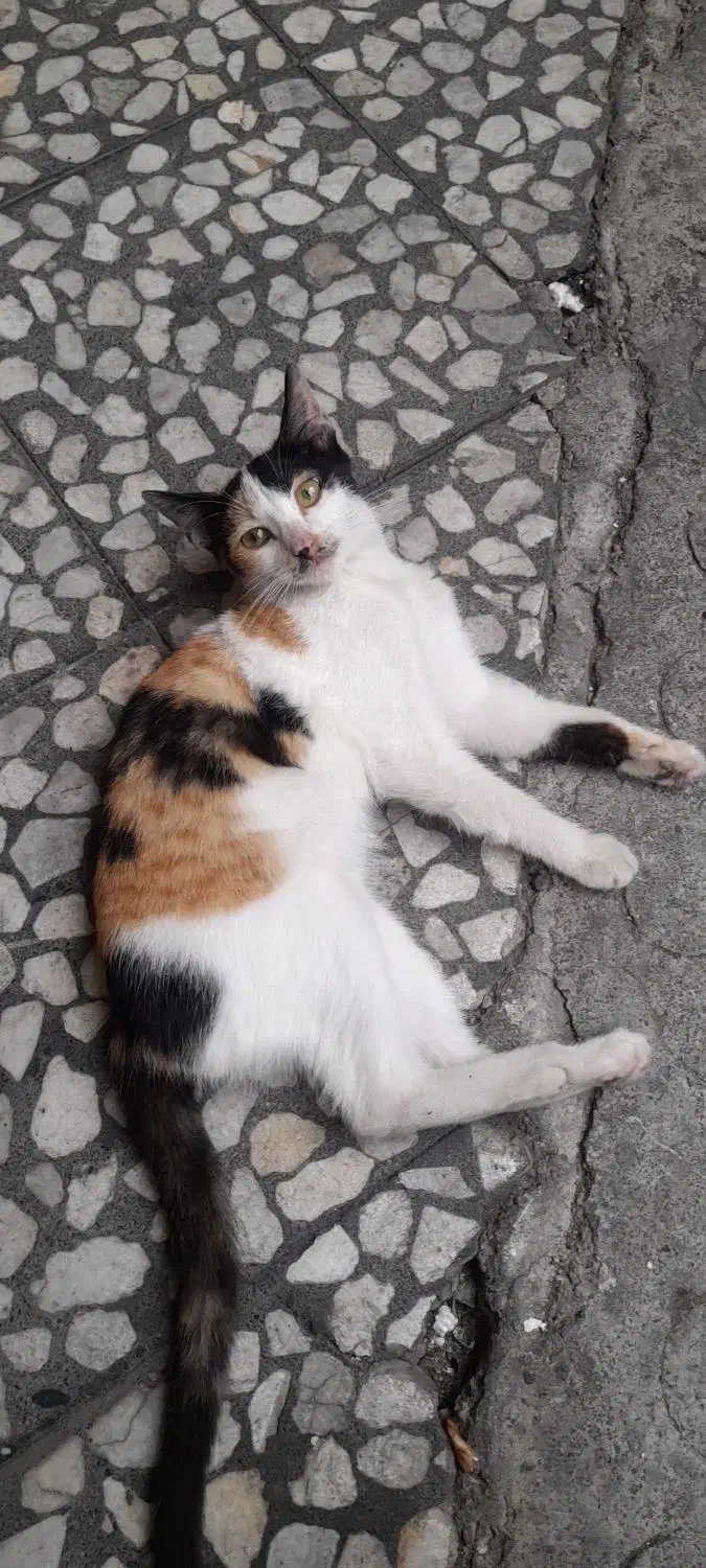 واگذاری بچه گربه رایگان|گربه|رشت, بازار|دیوار