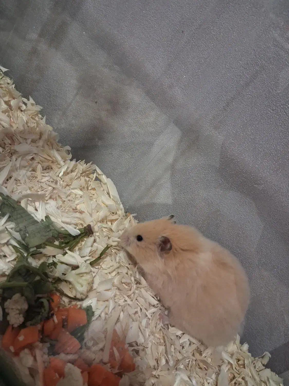 همستر|موش و خرگوش|سبزوار, جوادیه شرقی|دیوار