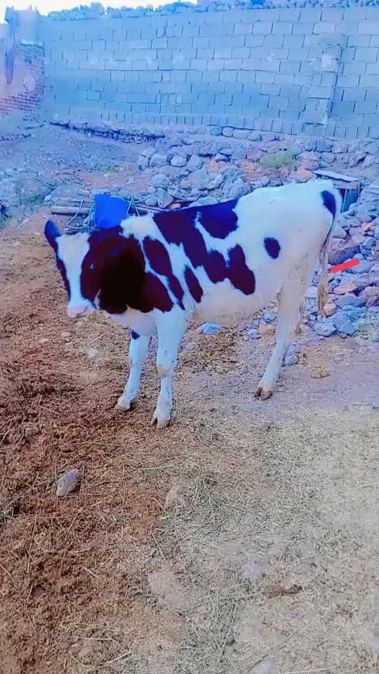 گوساله ماده اصل هلندی|حیوانات مزرعه|تبریز, |دیوار