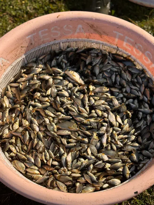 فروش بچه ماهی کپور|ماهی|سنگر, |دیوار