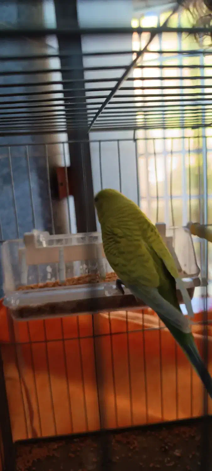 مرغ مینا ومرغ عشق|پرنده|الشتر, |دیوار