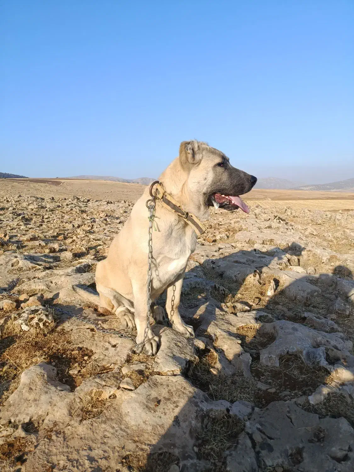 واگزاری سگ سرابی قیمت ۱۲ میلیون|سگ|دالاهو, |دیوار