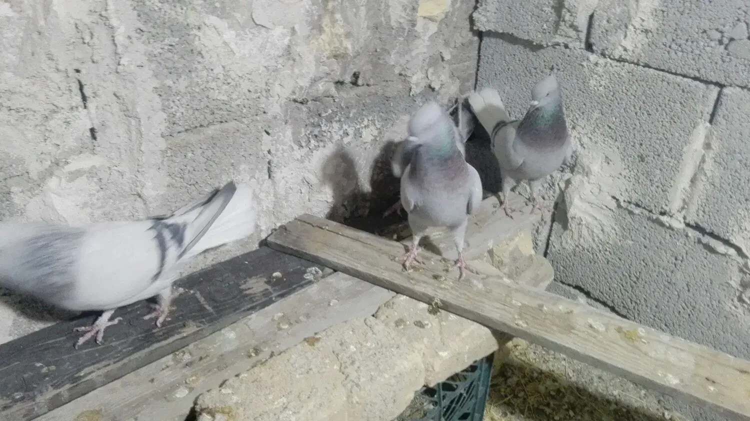 کبوتر|پرنده|مرودشت, نقش رستم|دیوار