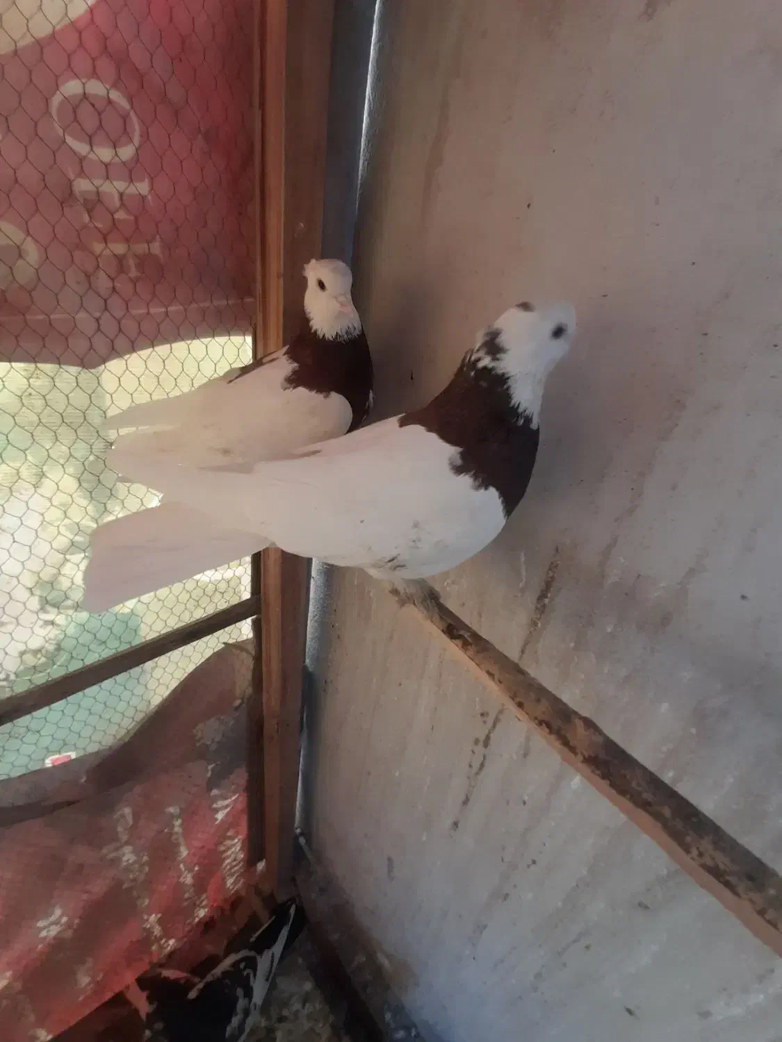 یک جفت کبوتر طوقی سرخ|پرنده|مشهد, تربیت (صدف)|دیوار