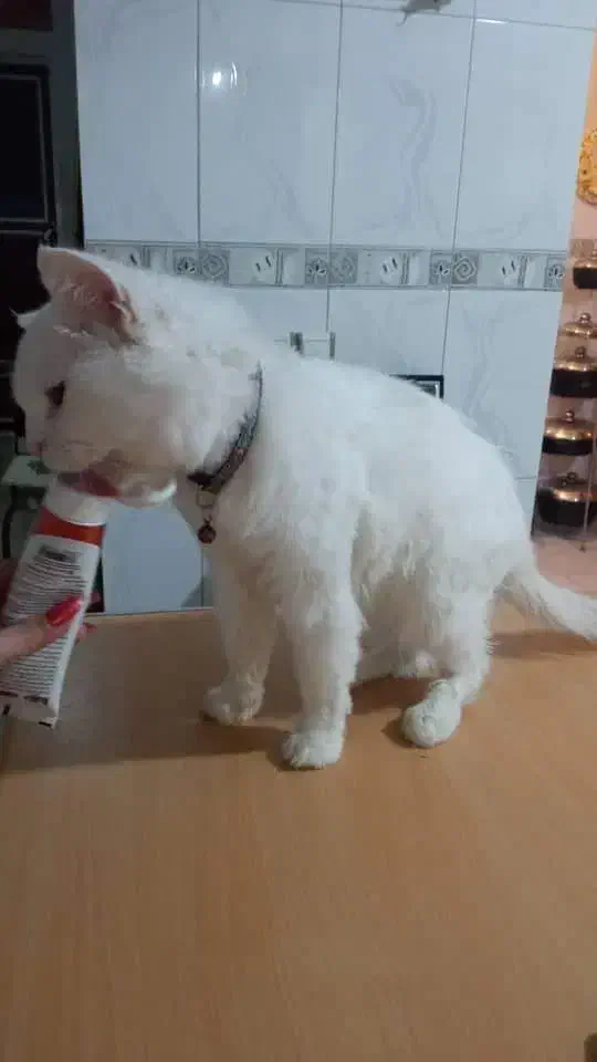 وگذاری رایگان گربه|گربه|ساری, |دیوار