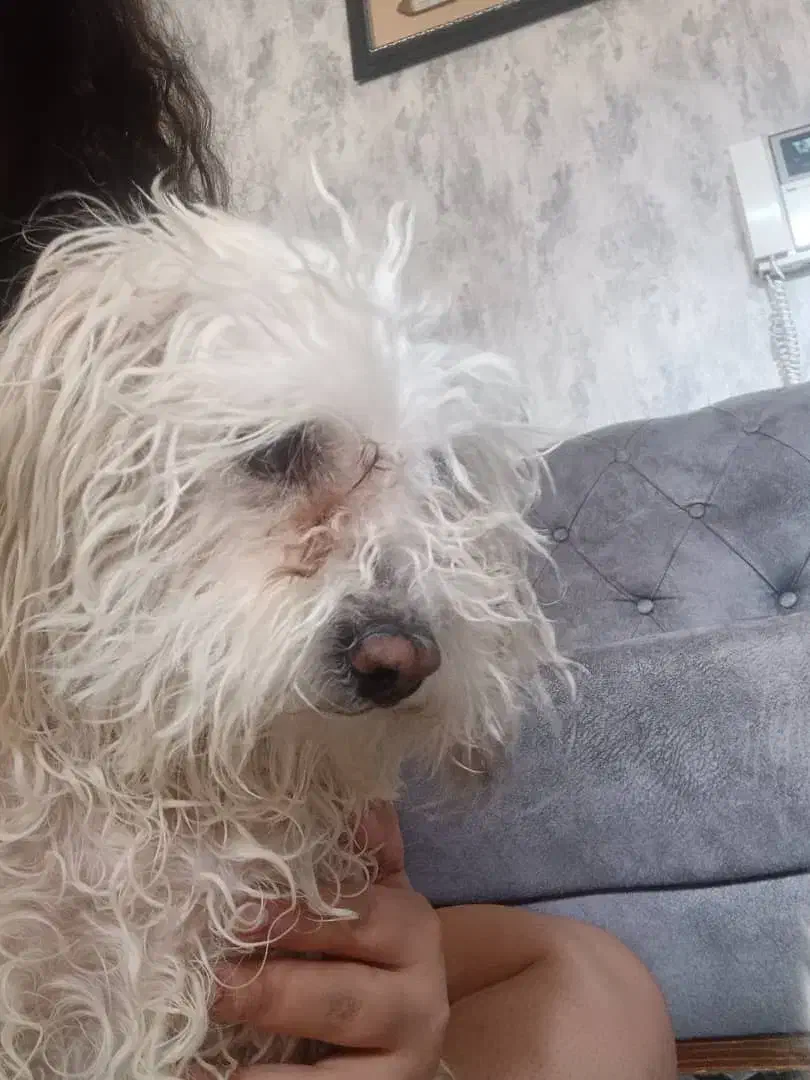 سگی پیاده شده|حیوانات|اصفهان, میرعماد|دیوار