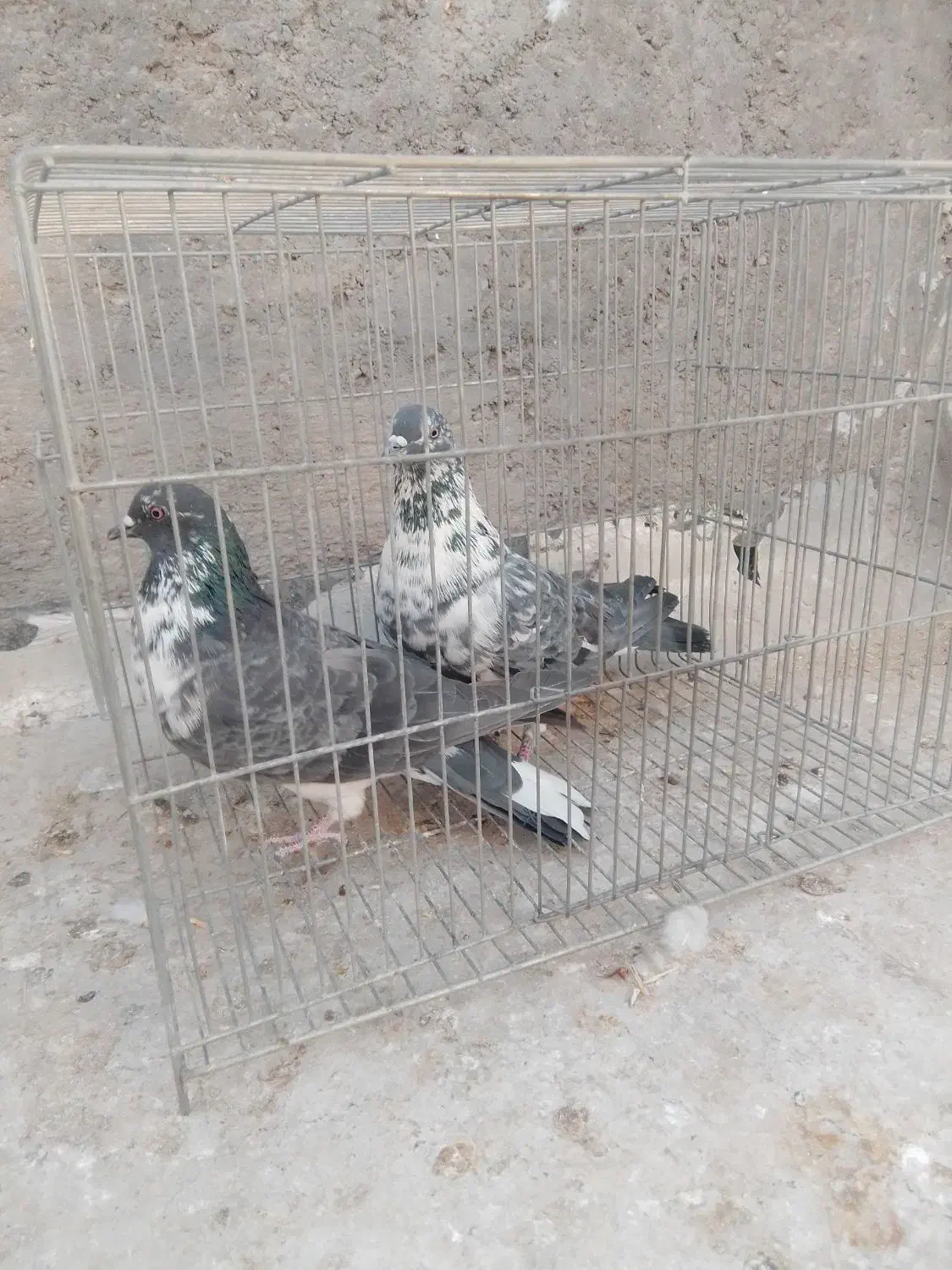 کبوتر سفید تهرانی مر شازده سوسکی سیاه کله دمگیر|پرنده|حبیب آباد, |دیوار