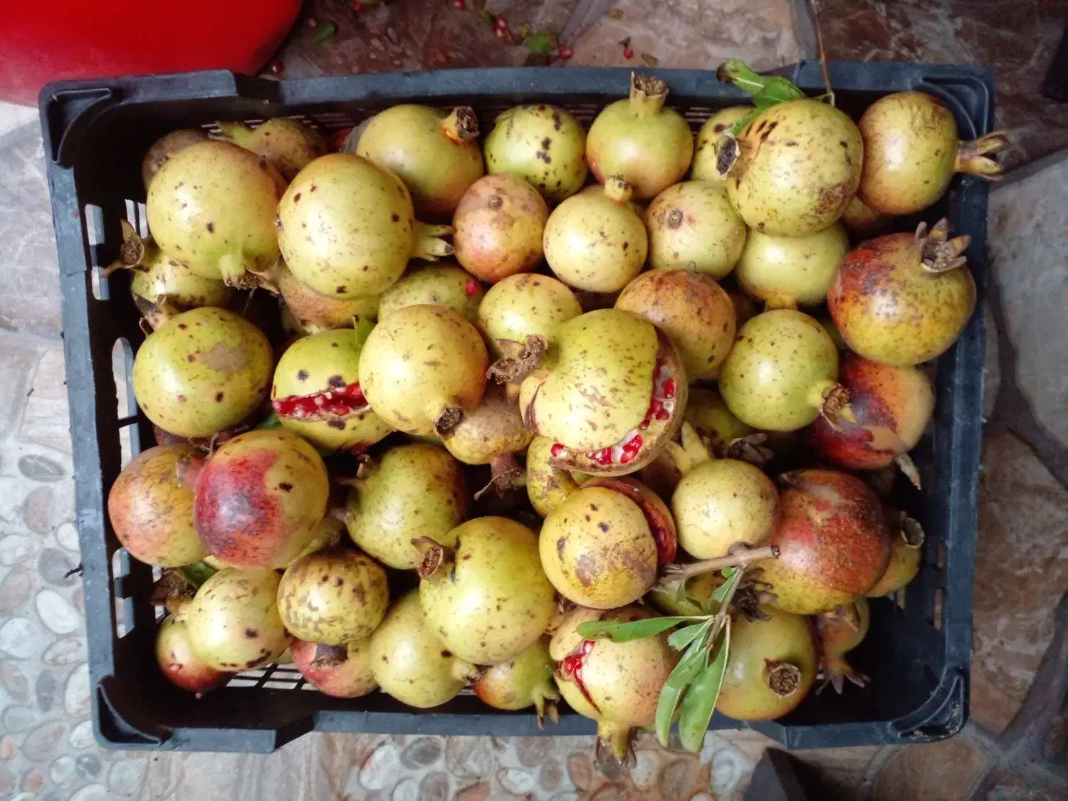 انار ترش و ابدار|خوردنی و آشامیدنی|شلمان, |دیوار