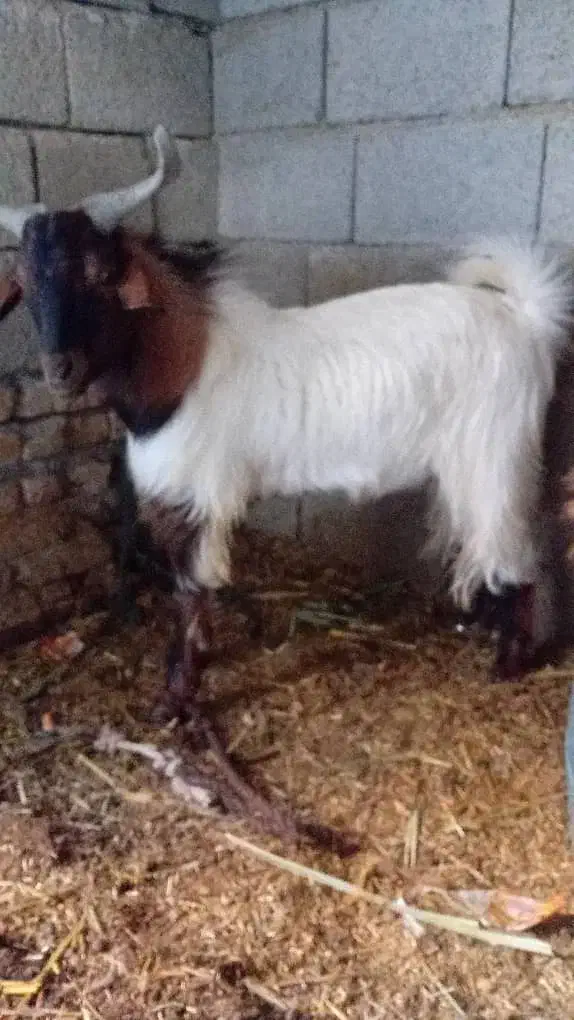 تروشت|حیوانات مزرعه|سیب و سوران, |دیوار