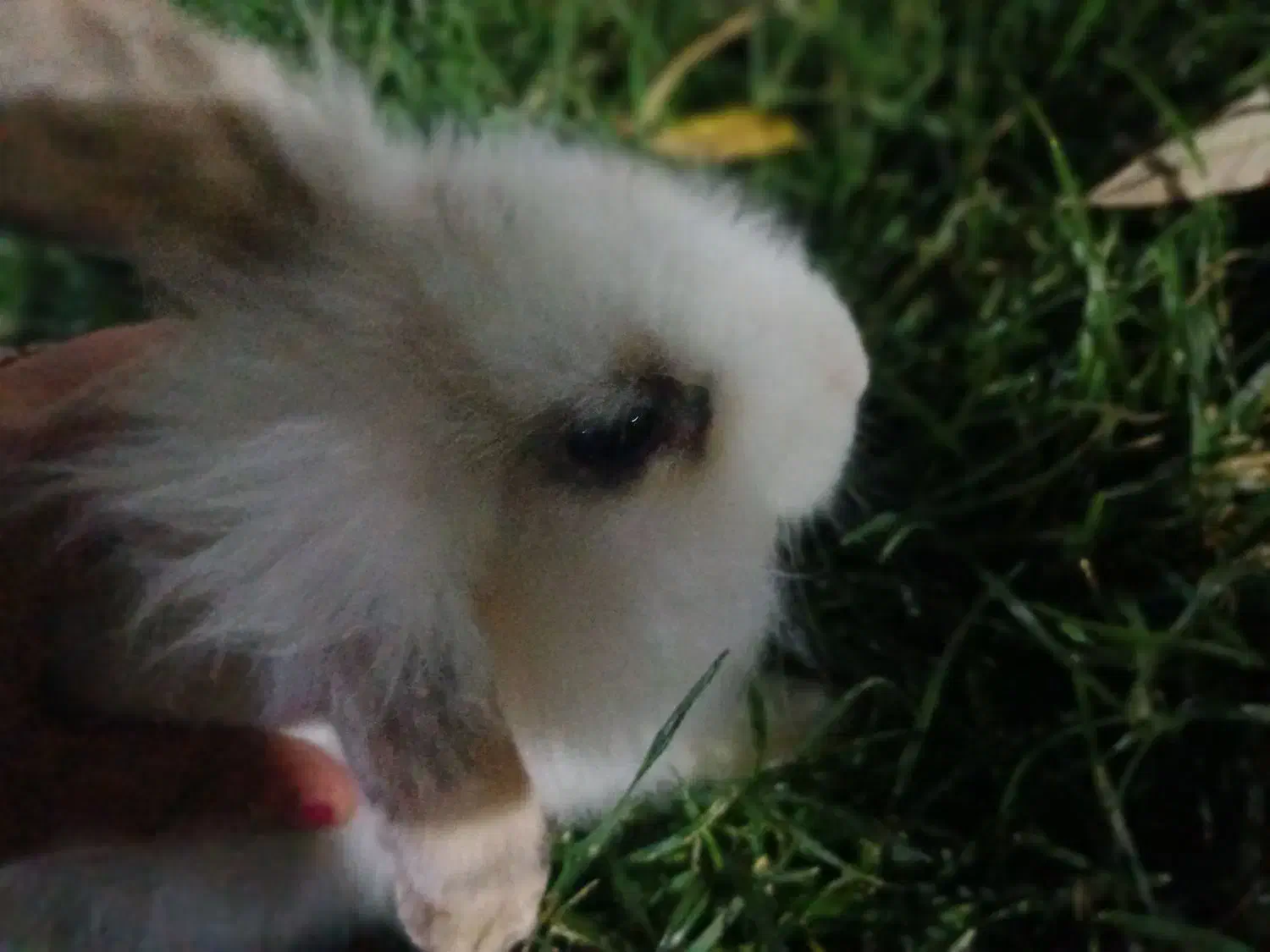 خرگوش لپی|موش و خرگوش|خمینیشهر, |دیوار