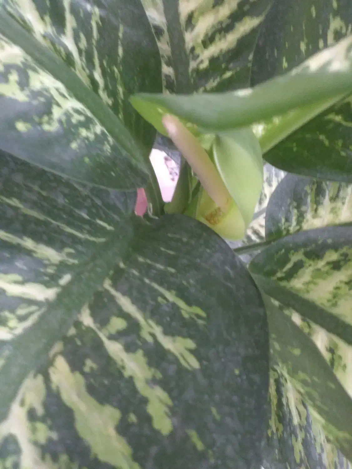 گلیم نو۴متری|گلیم، جاجیم، گبه|نیشابور, رحمت آباد|دیوار