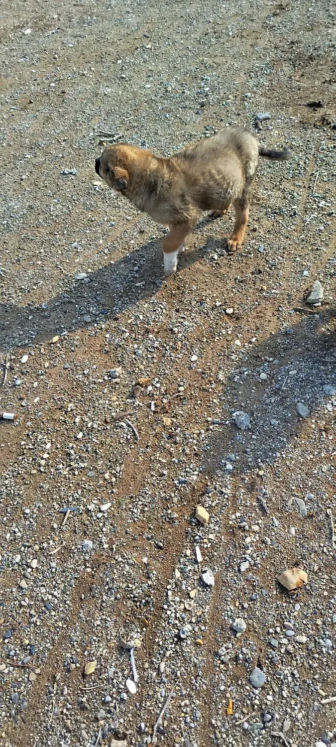 توله سگ|سگ|اصفهان, قهجاورستان|دیوار