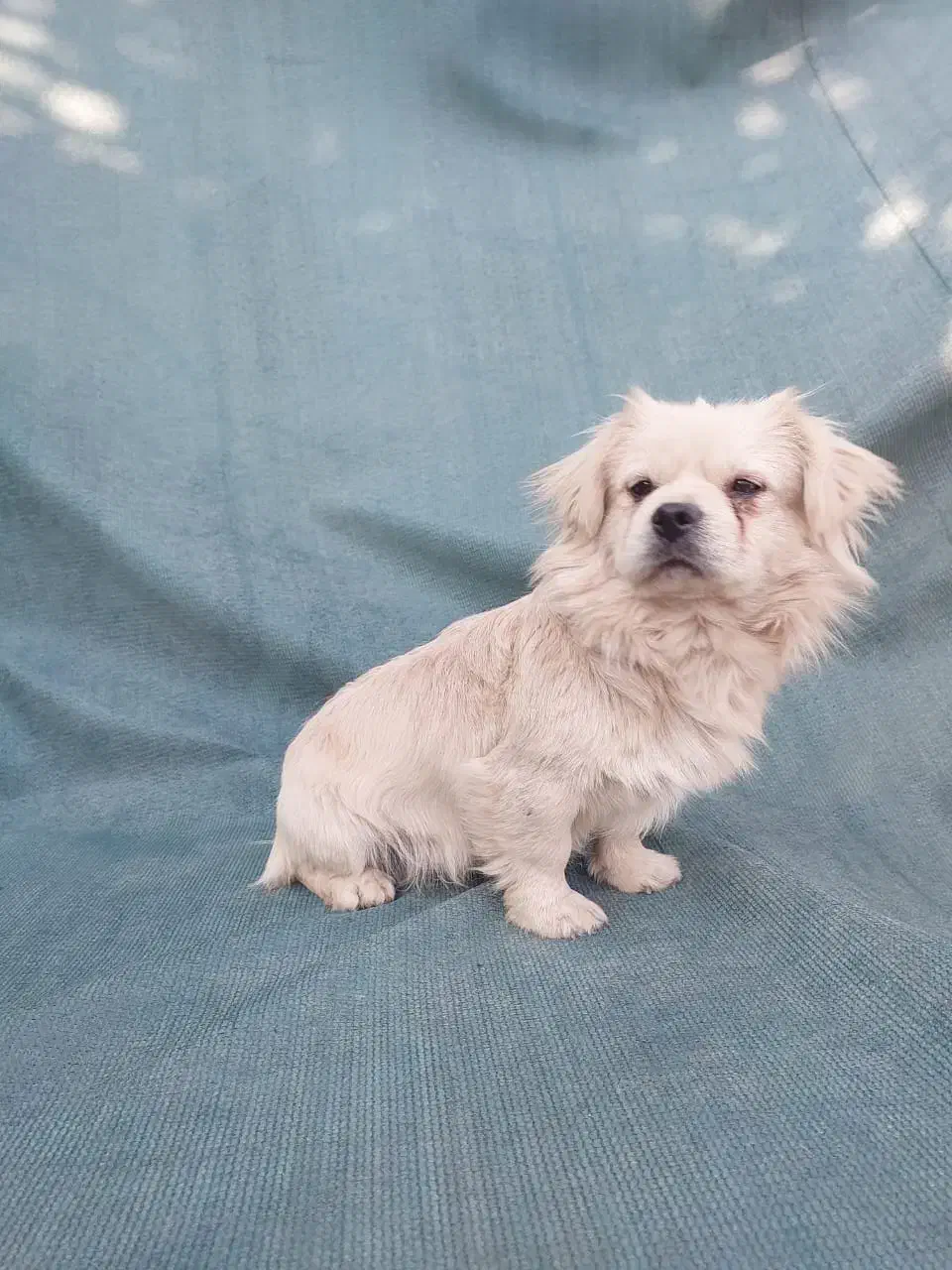 سگ فانتزی نر|سگ|شیراز, شهرک فجر|دیوار