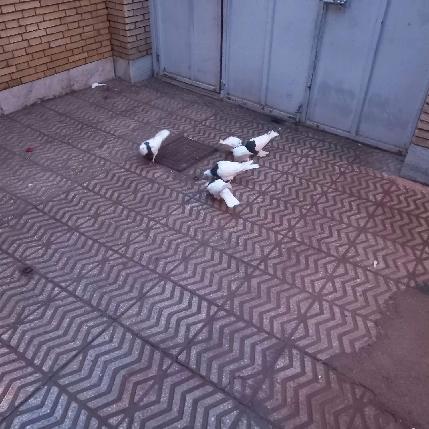 کبوتر طوقی|پرنده|یزد, |دیوار