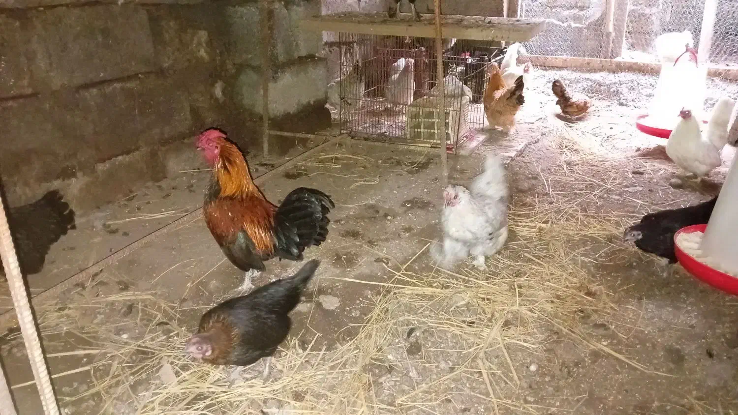 جوجه های زینتی وتخم مرغ های زینتی نطفه دار|حیوانات مزرعه|لاهیجان, گلستان|دیوار