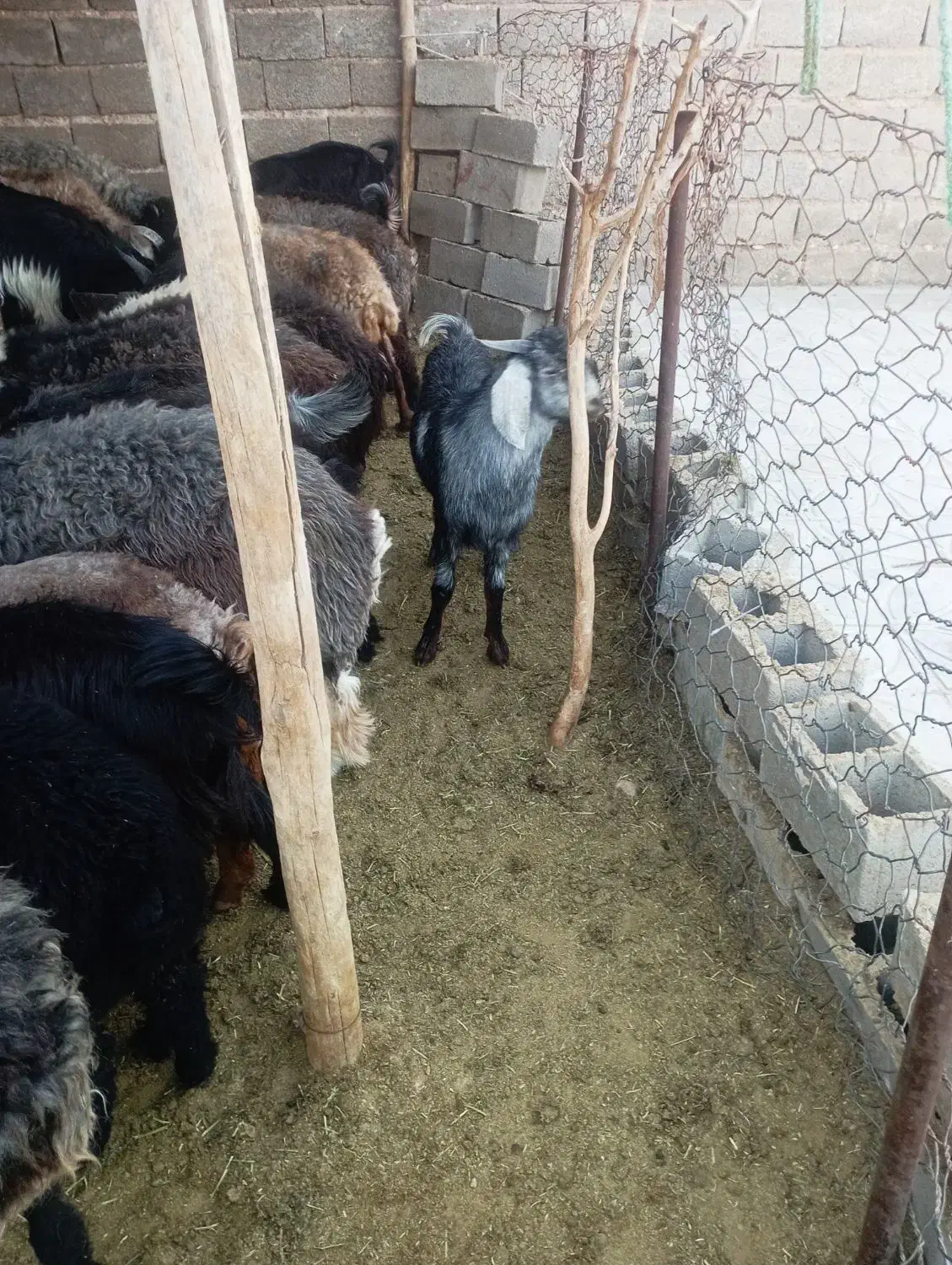 فروش تعدادی کهره و بره چاق|حیوانات مزرعه|داراب, |دیوار