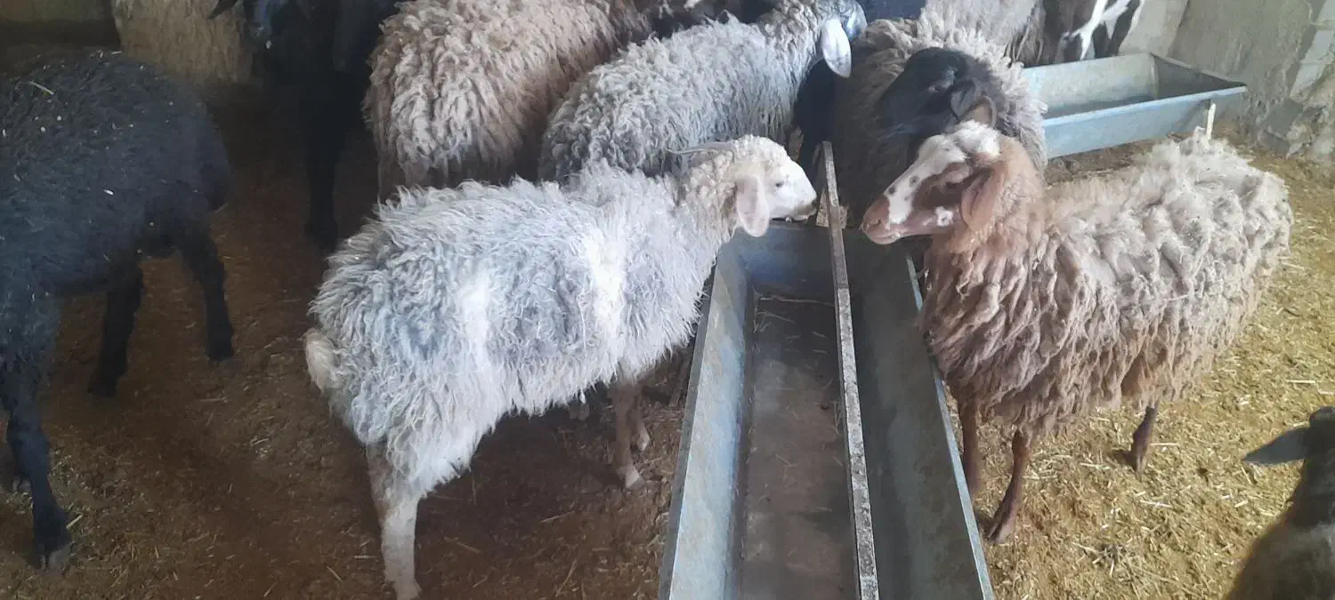 گوسفند بره بز پاکستانی قوچ شال رومانوف یکجا|حیوانات مزرعه|سرخه حصار, |دیوار