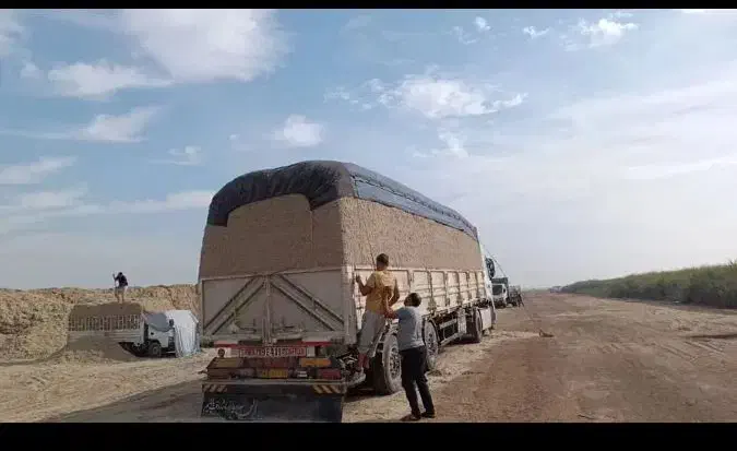 کاه نیشکر جایگزین کاه گندم ارزان و بصرفه|حیوانات مزرعه|آمل, |دیوار