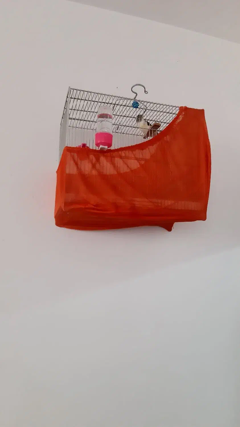 سهره قناری ابلغ|پرنده|بروجرد, |دیوار